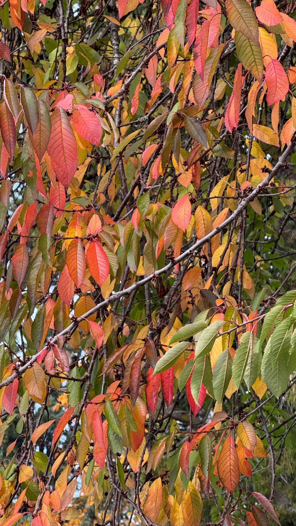autumn leaves