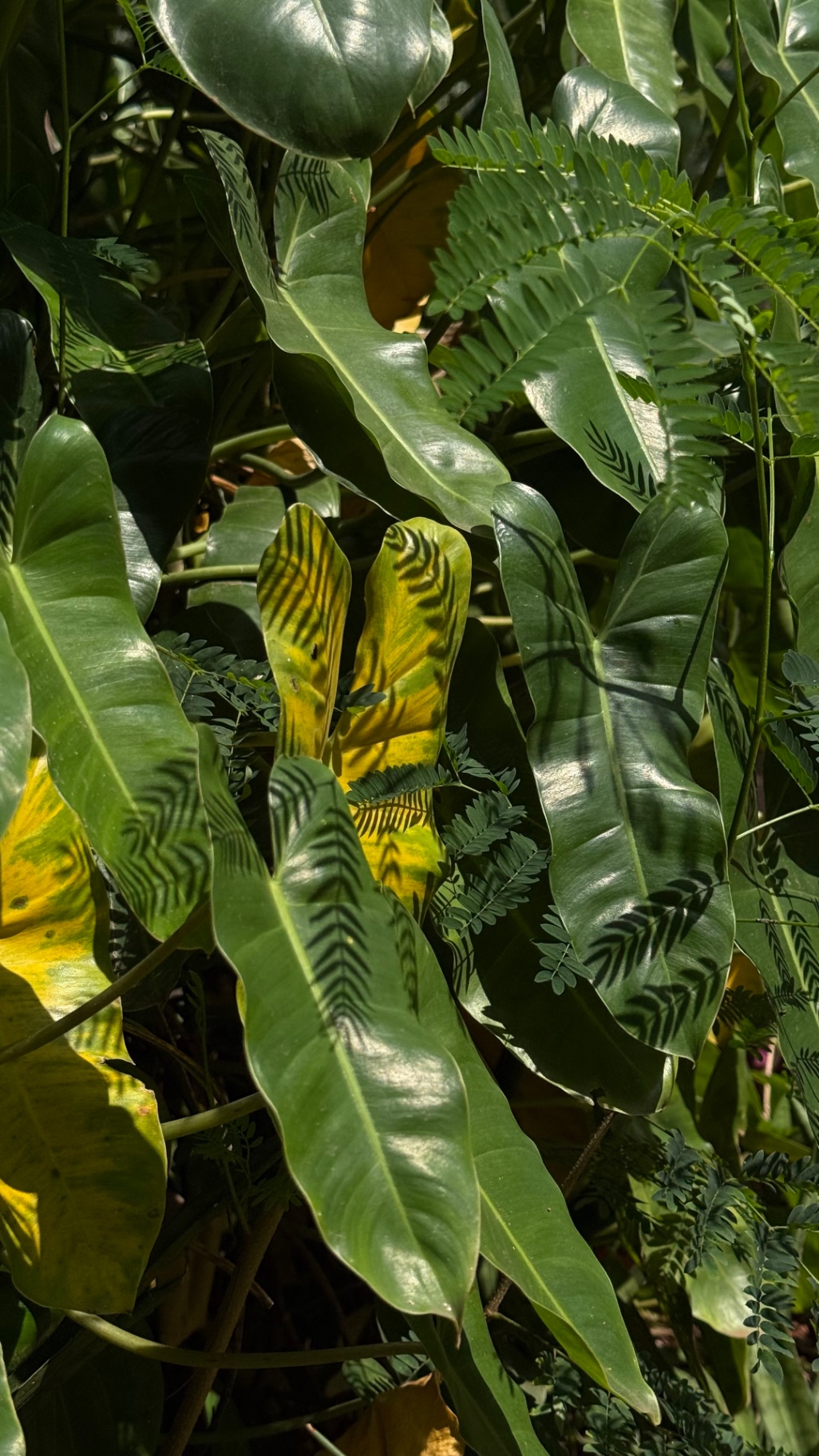 philodendron leaves