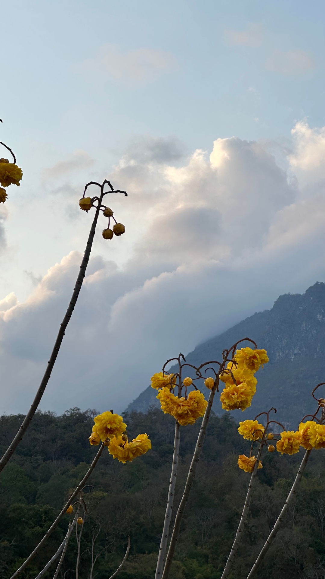yellow flowers and clouds